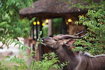 Motswari Private Game Reserve - Timbavati محمية كلاسيري الطبيعية الخاصة المظهر الخارجي الصورة